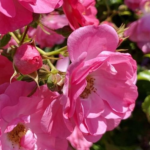 Rosa  Neon ® - różowy  - Róże pienne - z kwiatami bukietowymi - korona krzaczasta